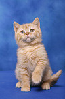 British Shorthair Kitten