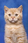 British Shorthair Kitten