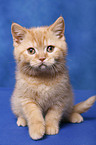 British Shorthair Kitten