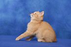 British Shorthair Kitten