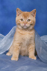 British Shorthair Kitten