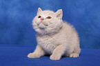 British Shorthair Kitten