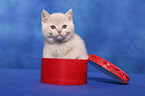 British Shorthair Kitten