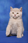 British Shorthair Kitten