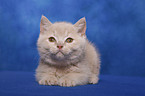 British Shorthair Kitten