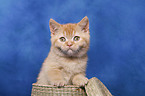 British Shorthair Kitten