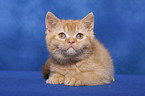 British Shorthair Kitten