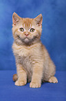 British Shorthair Kitten