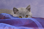 hiding British Shorthair Kitten