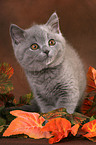 British Shorthair Kitten