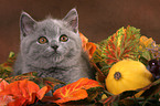 British Shorthair Kitten