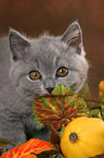 British Shorthair Kitten