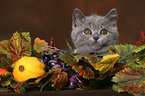 British Shorthair Kitten