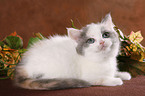 British Shorthair Kitten