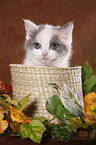 kitten in basket