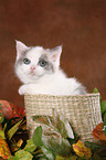 kitten in basket