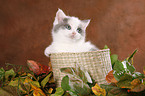 kitten in basket