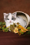 kitten in basket