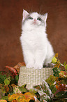 kitten in basket