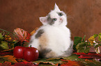 British Shorthair Kitten