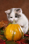 British Shorthair Kitten