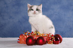 British Shorthair Kitten