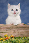 British Shorthair Kitten