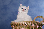 kitten in basket