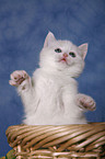 kitten in basket