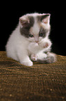 British Shorthair Kitten