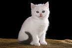 British Shorthair Kitten