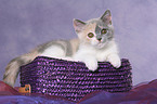 British Shorthair Kitten in basket