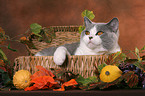 British Shorthair in basket