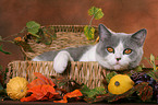 British Shorthair in basket