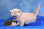 British Shorthair baby