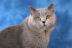 British Shorthair tomcat