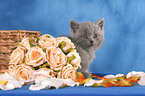 British Shorthair Kitten