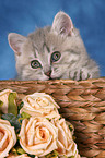 British Shorthair Kitten