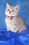 British Shorthair Kitten