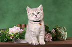 British Shorthair Kitten