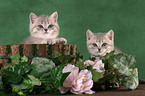 2 British Shorthair Kitten