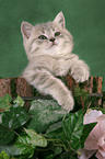 British Shorthair Kitten