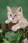 British Shorthair Kitten