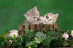 2 British Shorthair Kitten