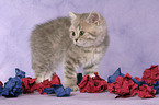 British Shorthair Kitten