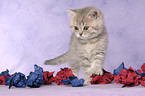 British Shorthair Kitten