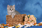 British Shorthair Kitten in basket