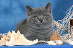 British Shorthair Kitten