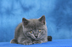 British Shorthair Kitten