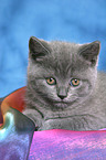 British Shorthair Kitten